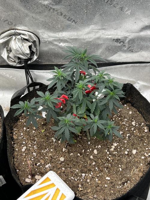 The Krux X GPA cookies #6. Week 7
