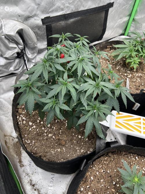 Hidden Vice. Week 9
