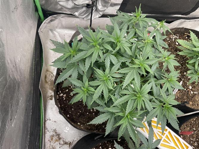 Hidden Vice. Week 10