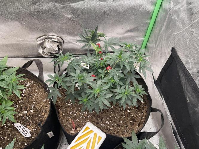 The Krux X GPA cookies #6. Week 8