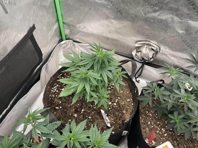 Jealousy Fast. Week 8