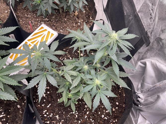 Hyperion F1. Week 5
