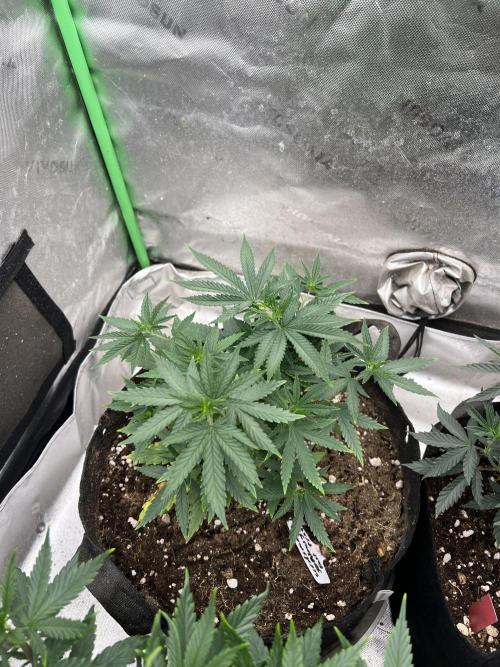 Jealousy Fast. Week 9