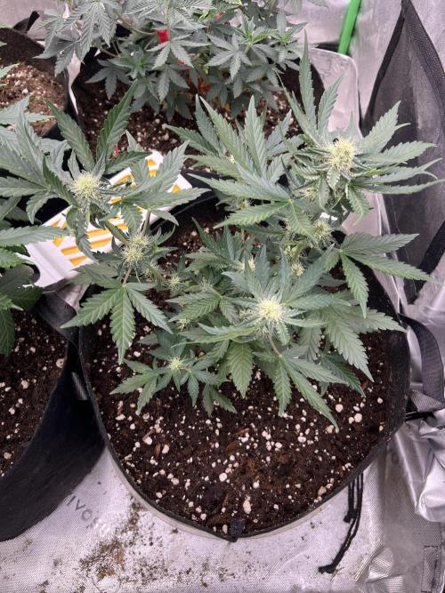 Hyperion F1. Week 6