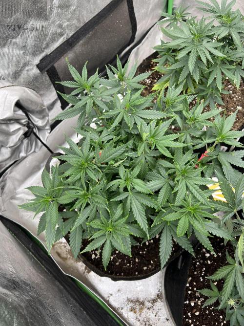 Hidden Vice. Week 11