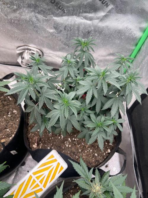 The Krux X GPA cookies #6. Week 10