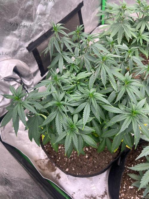 Hidden Vice. Week 12