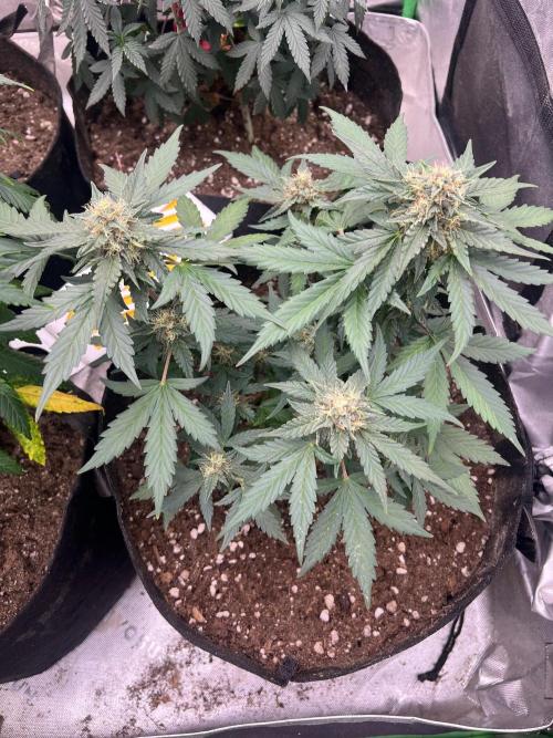 Hyperion F1. Week 7