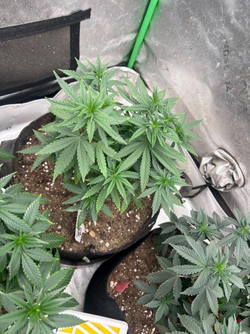 Jealousy Fast. Week 10