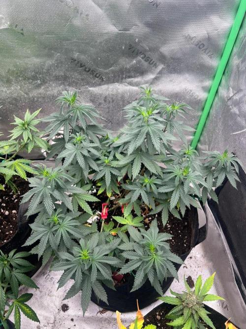 The Krux X GPA cookies #6. Week 12