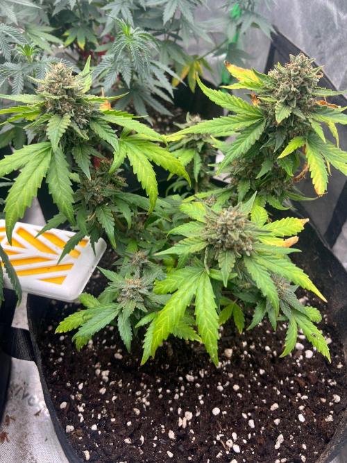 Hyperion F1 Auto. Week 10