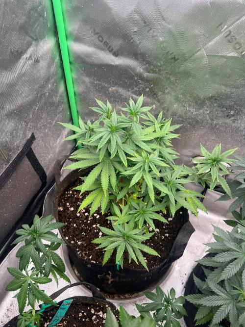 Jealousy Fast. Week 12