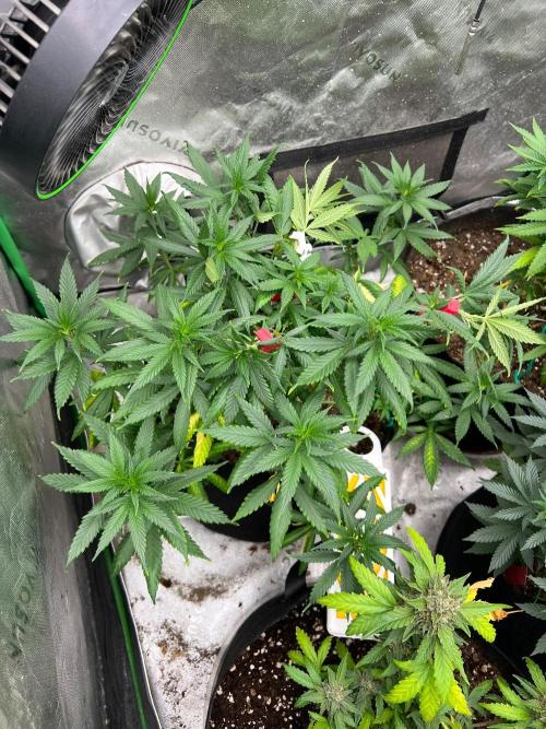 Hidden Vice. Week 14