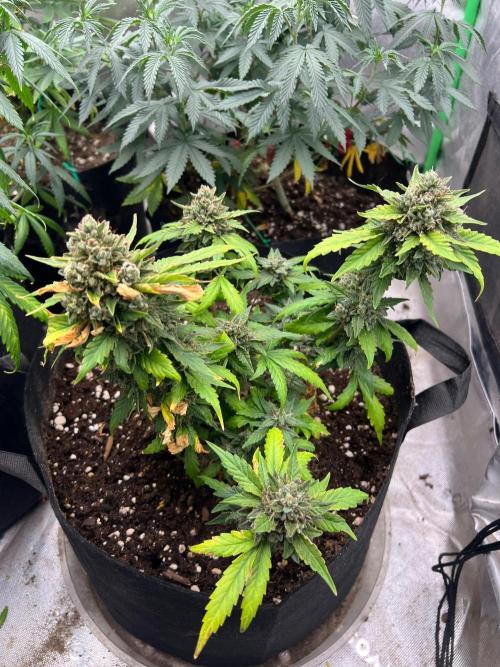 Hyperion F1 Timelapse at harvest. Week 11