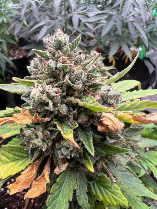 Hyperion F1 Auto. Week 11