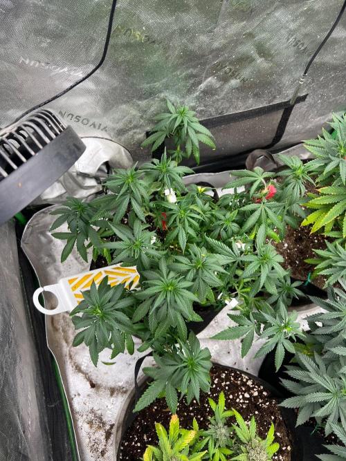 Hidden Vice. Week 15