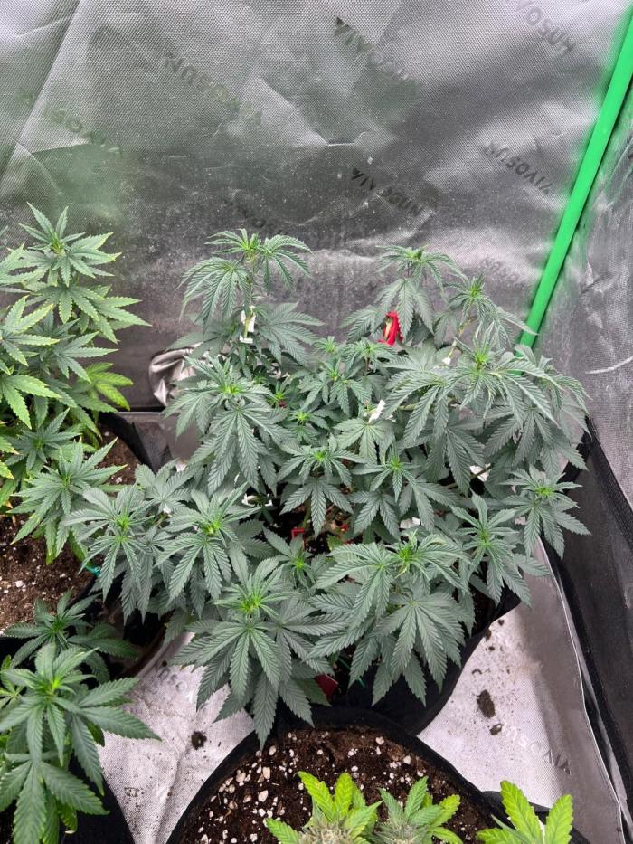 Ethos The Krux X GPA cookies #6. Week 13