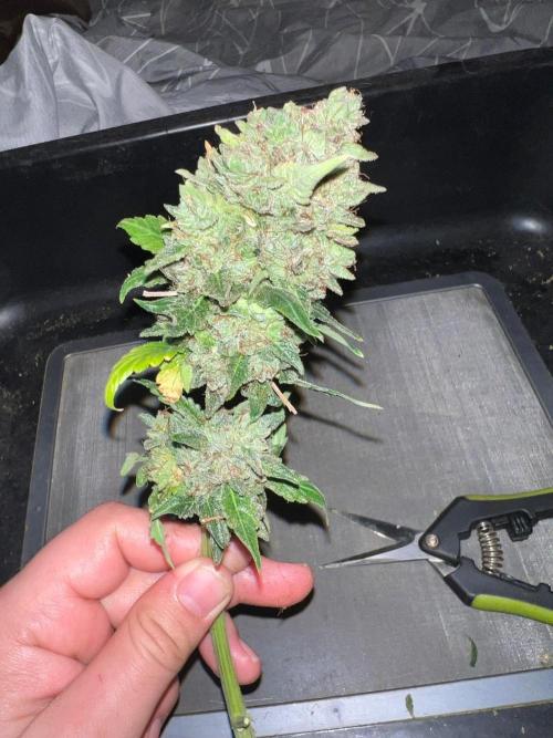Hyperion F1 Timelapse at harvest. Week 12