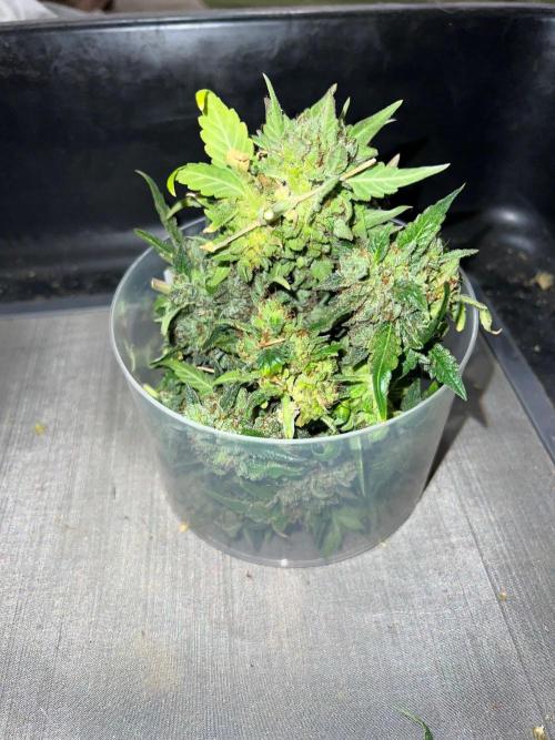 Hyperion F1 Auto. Week 12