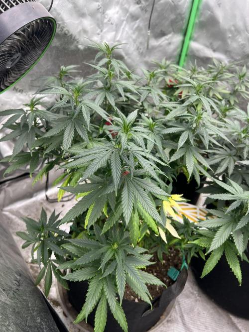 Hidden Vice. Week 16