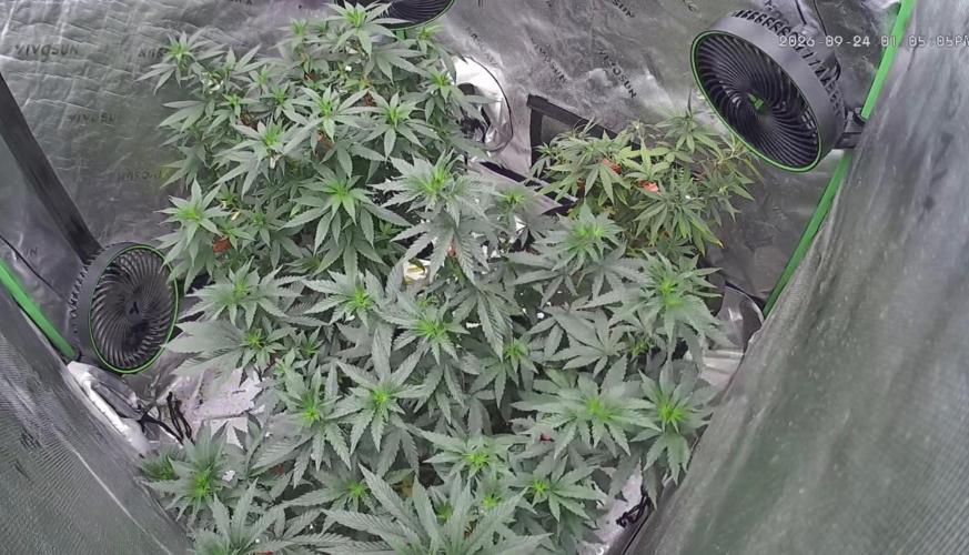 The Krux X GPA cookies #6. Week 15
