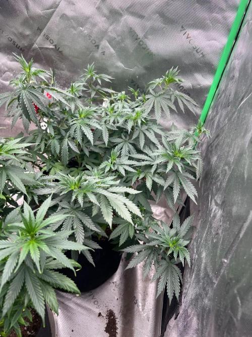 The Krux X GPA cookies #6. Week 15