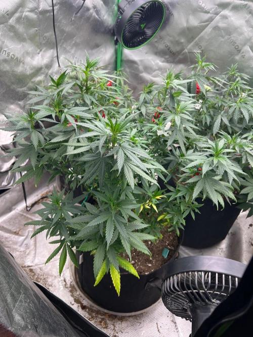 World breeders Hidden Vice. Week 17