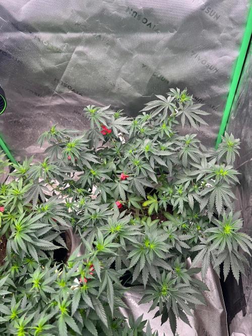 The Krux X GPA cookies #6. Week 16
