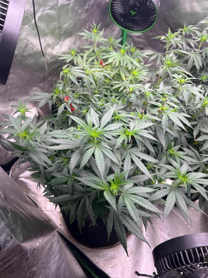 World breeders Hidden Vice. Week 19