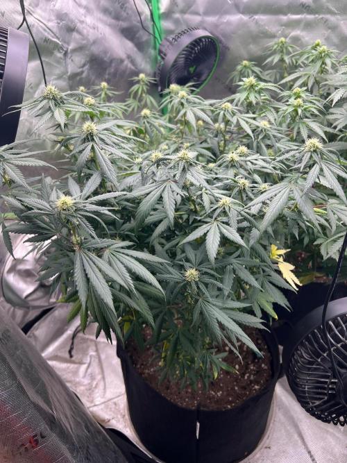 World breeders Hidden Vice. Week 21