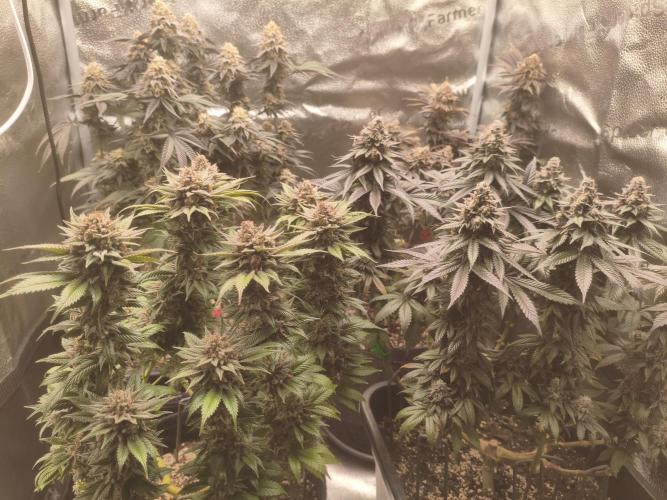 Ripper seeds + Royal Queen Seeds. Week 20 - Day 140