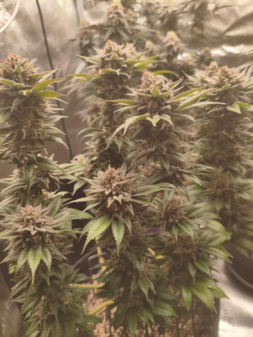 Ripper seeds + Royal Queen Seeds. Week 20 - OG