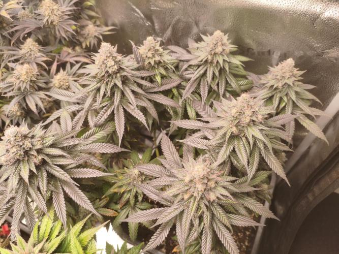 Ripper seeds + Royal Queen Seeds. Week 20 - Northern 