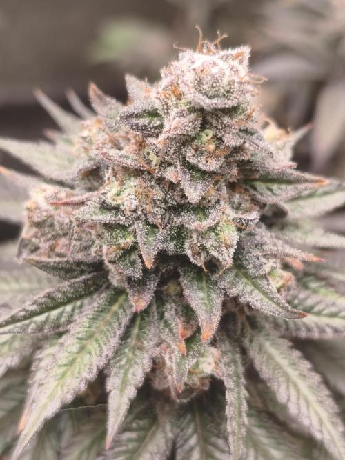 Ripper seeds + Royal Queen Seeds. Week 20 - Northern lights 