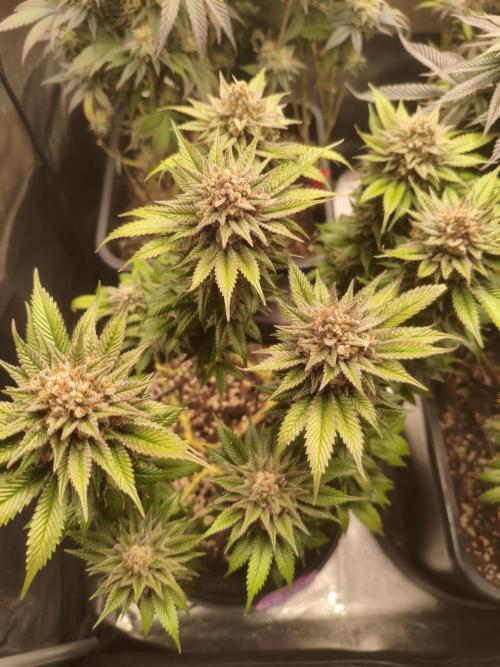 Ripper seeds + Royal Queen Seeds. Week 20 - OG Kush