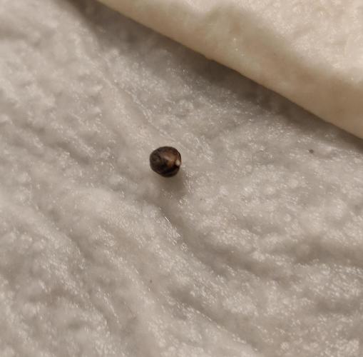 Lemon Orange & Blue Dream. Week 0