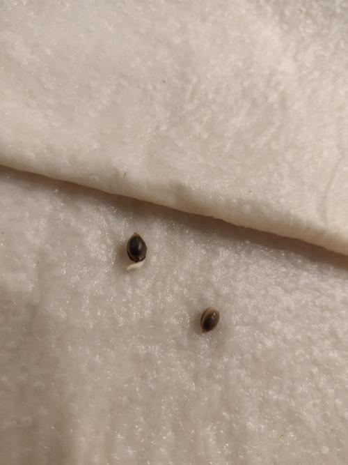 Lemon Orange & Blue Dream. Week 0