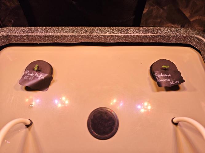 Tropicanna Banana & Runtt Muffin Aero. Week 0