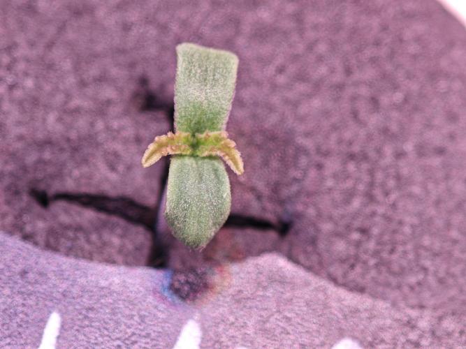 Tropicanna Banana & Runtt Muffin Aero. Week 0