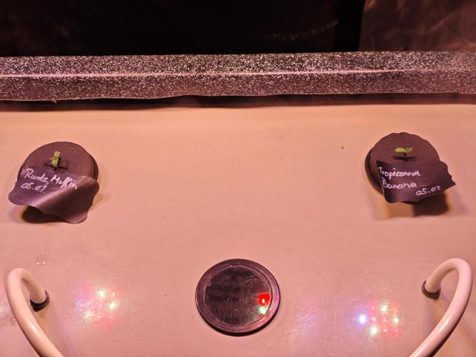 Tropicanna Banana & Runtt Muffin Aero. Week 0