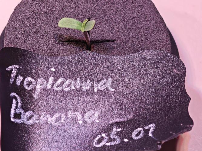 Tropicanna Banana & Runtt Muffin Aero. Week 0