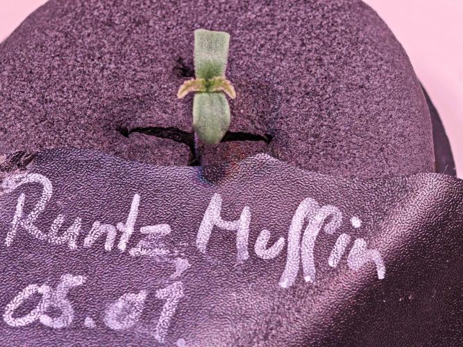 Tropicanna Banana & Runtt Muffin Aero. Week 0