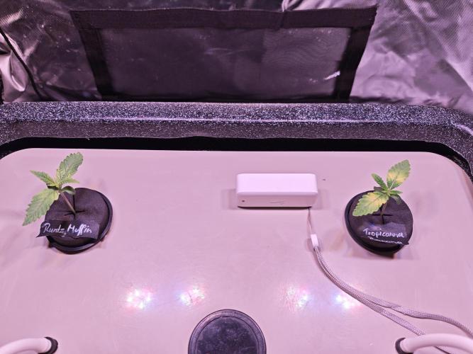 Tropicanna Banana & Runtt Muffin Aero. Week 1 - Monday 19.01 
Day 1 of Veg Week 
Little light burn but think they will be fine.