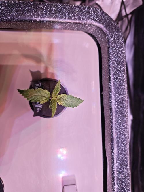 Tropicanna Banana & Runtt Muffin Aero. Week 1