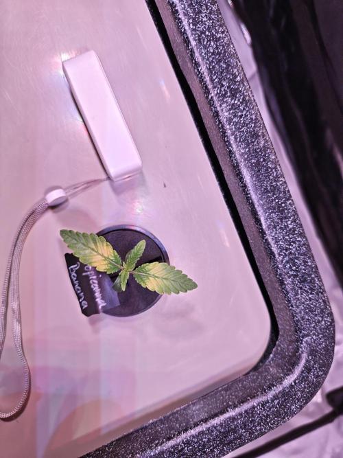 Tropicanna Banana & Runtt Muffin Aero. Week 1