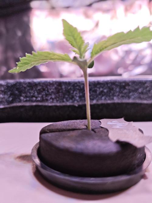 Tropicanna Banana & Runtt Muffin Aero. Week 1