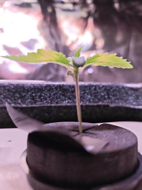 Tropicanna Banana & Runtt Muffin Aero. Week 1