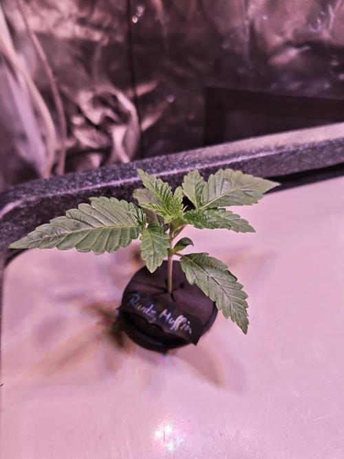 Tropicanna Banana & Runtt Muffin Aero. Week 1 - Friday 23.01
Day 5 of week 1
Already recovered from light burn.