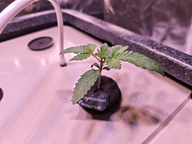 Tropicanna Banana & Runtt Muffin Aero. Week 1