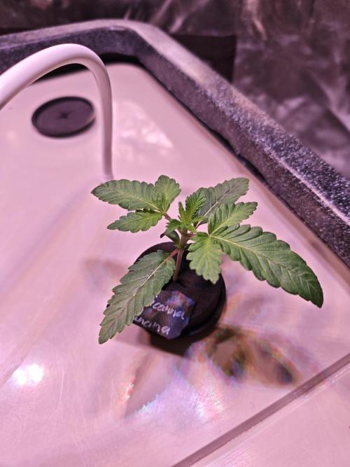 Tropicanna Banana & Runtt Muffin Aero. Week 1